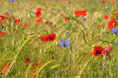 Biodiversité dans les blés