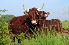 Troupeau bovin allaitant de race Salers