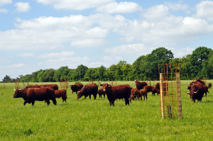 Salers dans les parcelles d'agroforesterie