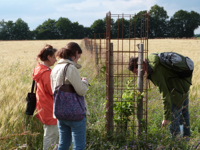 Visite de la parcelle agroforesti&egrave;re