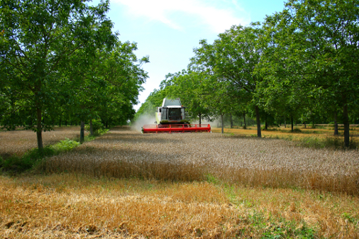 Photo d'Agroforesterie par AGROOF