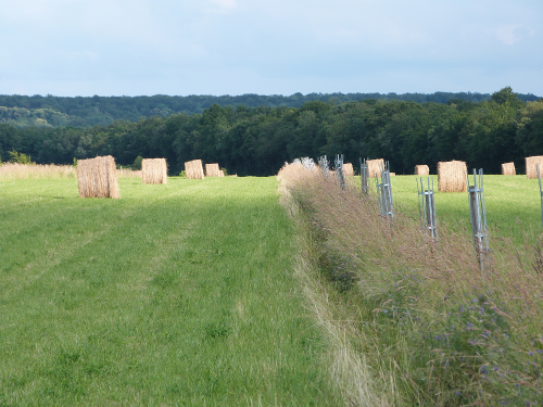 Ligne d'arbre dans une parcelle agroforesti&egrave;re en prairie