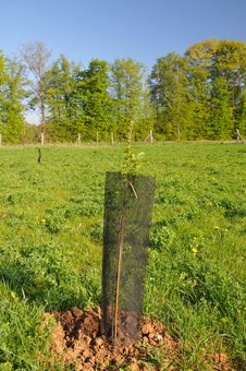 Jeune Plan agroforestier