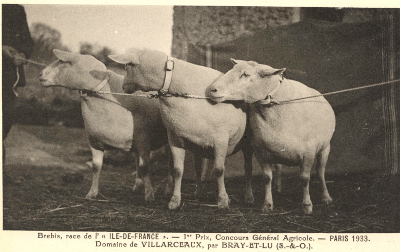 Brebis primées à Villarceaux